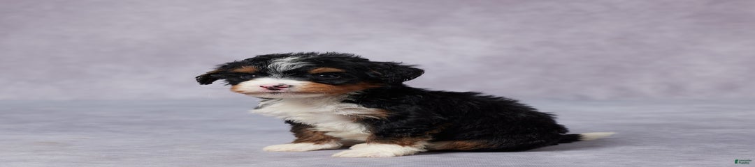 Abel