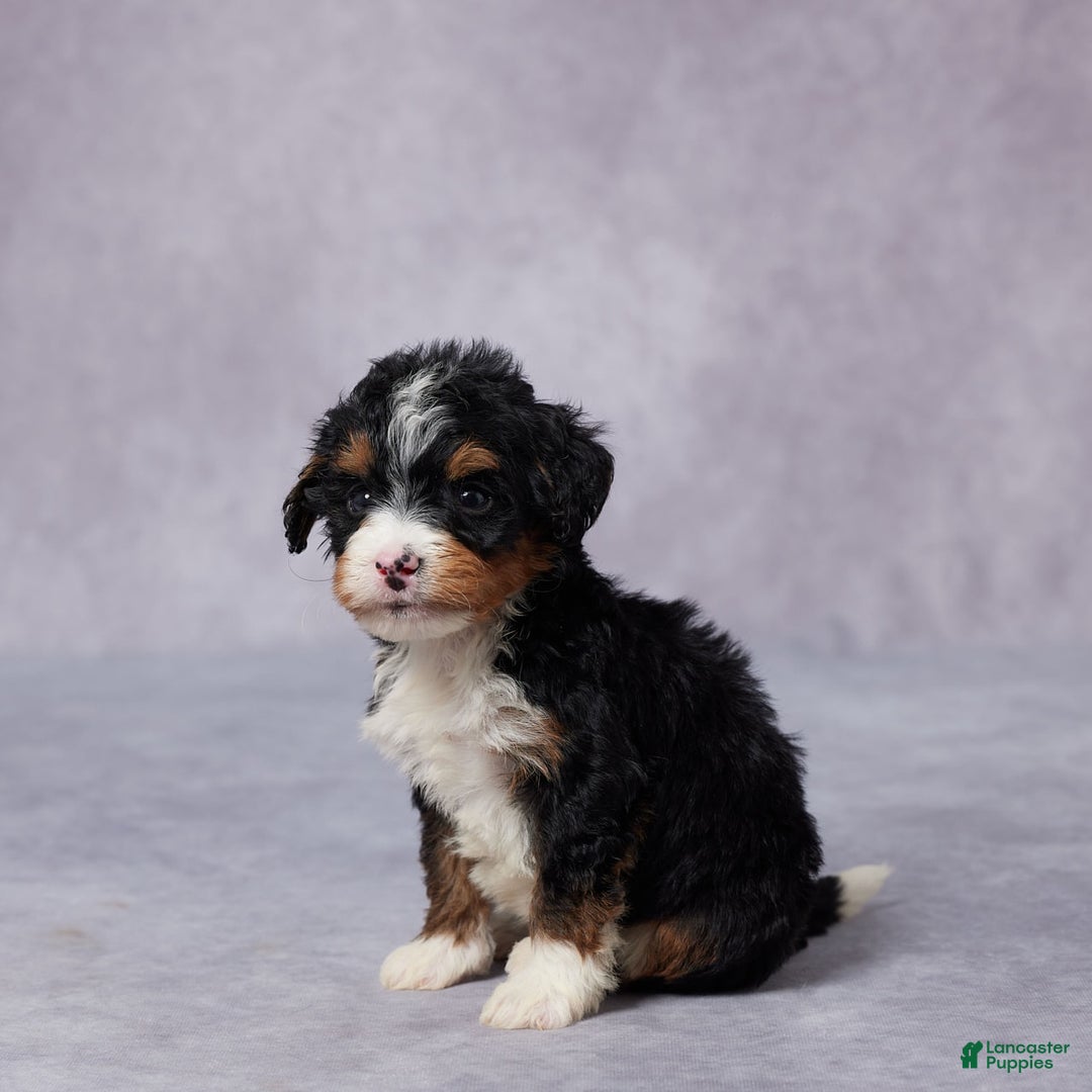Mini Bernedoodle dogs for sale: Abel - Image 1