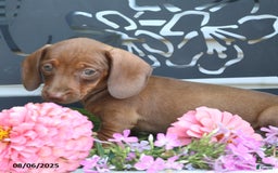 Miniature Dachshund dogs for sale: Gracie - Image 2