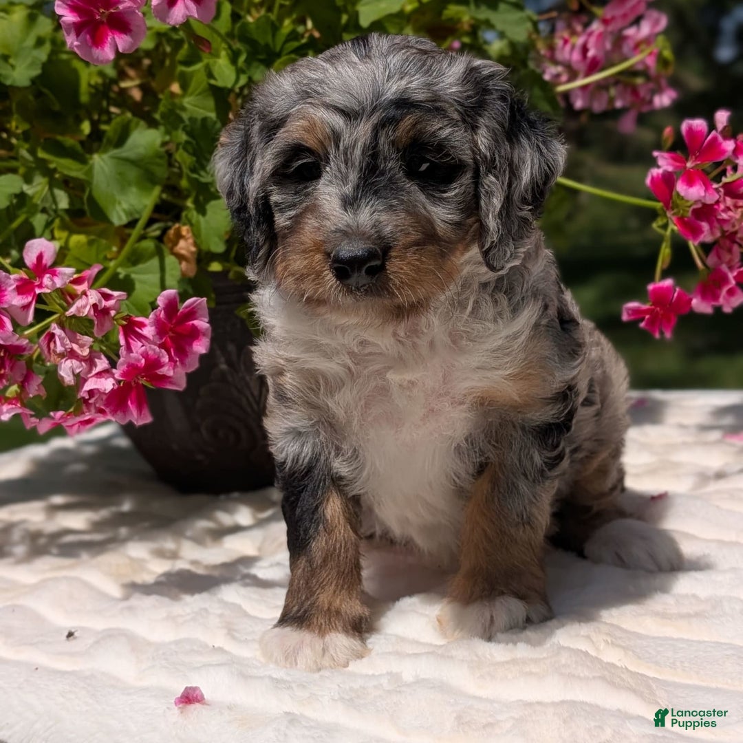 Mini Bernedoodle dogs for sale: Sage - Image 3