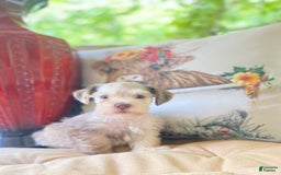 Miniature Schnauzer dogs for sale: Miniature Schnauzer 4 puppies - Image 2
