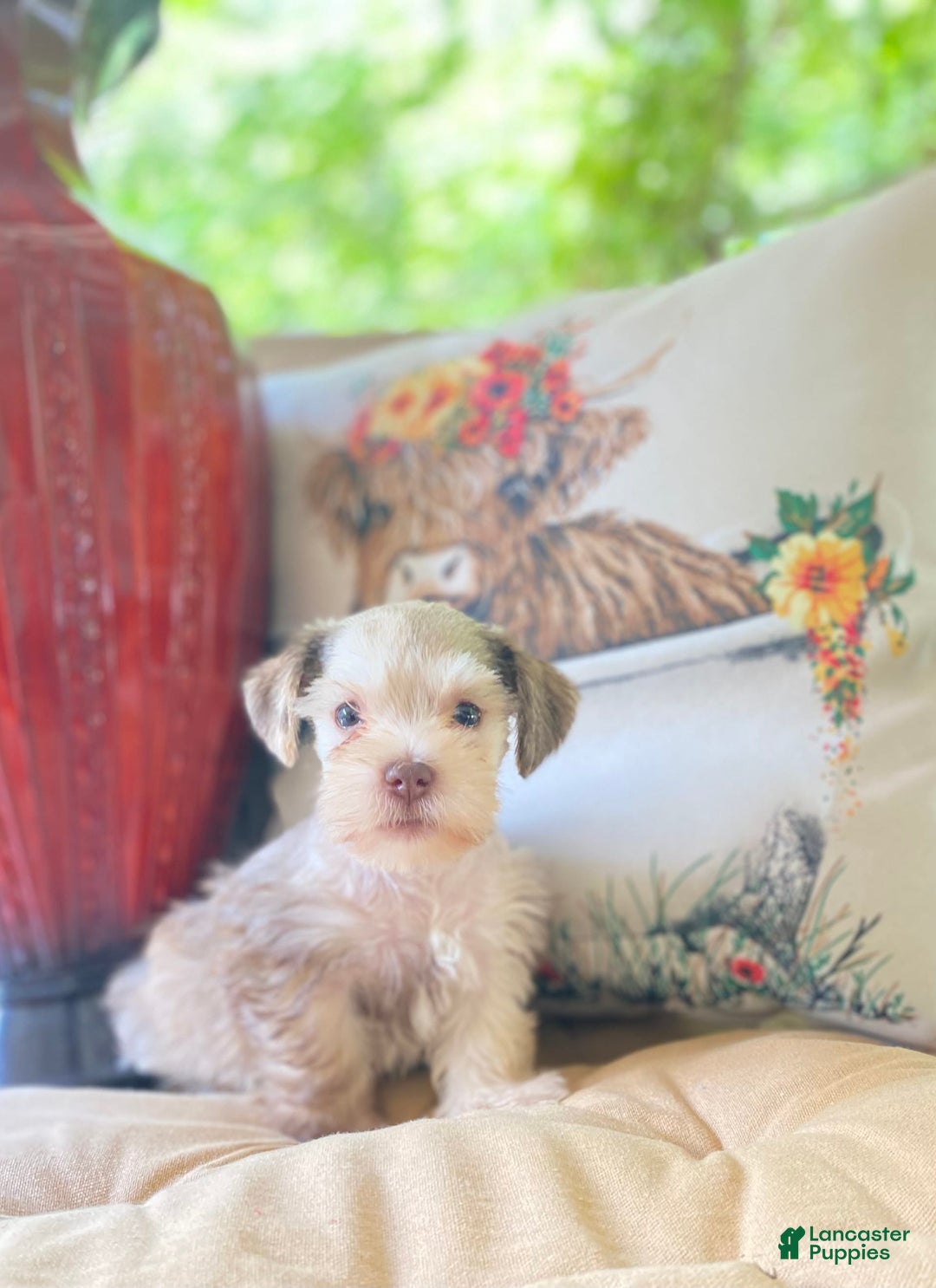 Miniature Schnauzer dogs for sale: Miniature Schnauzer 4 puppies - Image 2