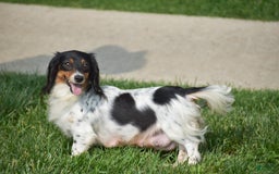 Miniature Dachshund dogs for sale: Dallas - Image 9