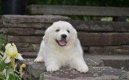 Great Pyrenees dogs for sale: Whitlock - Image 2