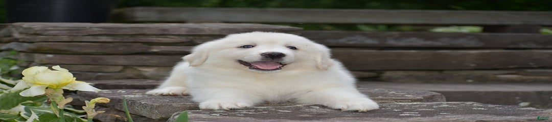 Whitlock