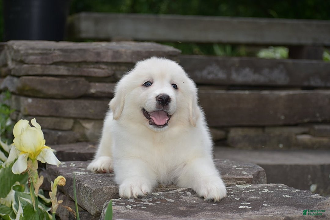 Great Pyrenees dogs for sale: Whitlock - Image 2