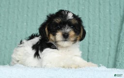 Yorkiepoo dogs for sale: Brent - Image 7