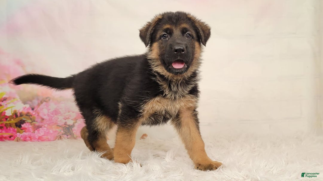 German Shepherd dogs for sale: Trex - Image 5
