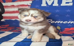 Pomsky dogs for sale: Hank - Image 6