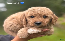 Goldendoodle dogs for sale: Emerald - Image 1