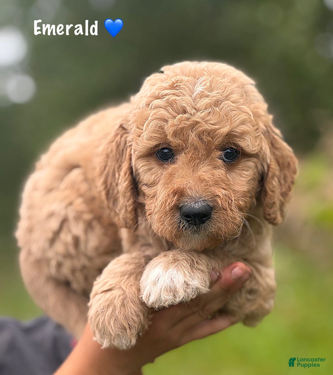 Goldendoodle dogs for sale: Emerald - Image 1