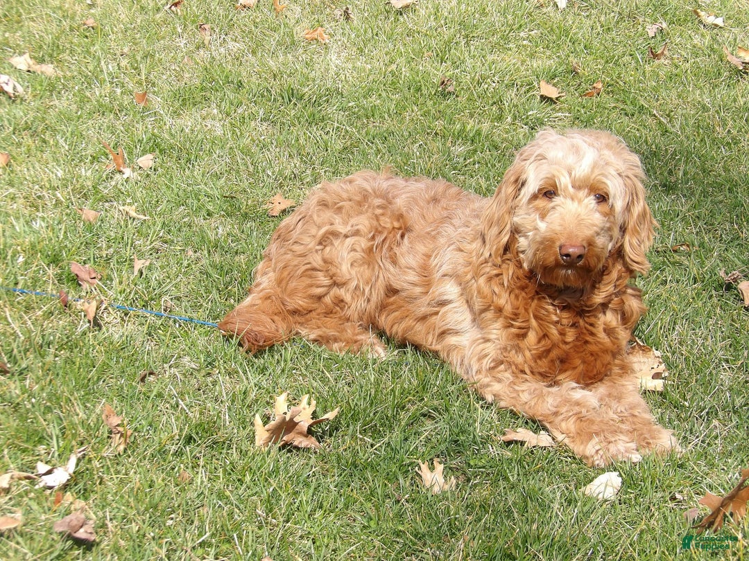 Mini Goldendoodle dogs for sale: Sandie - Image 7