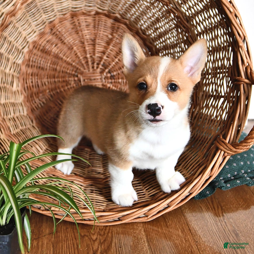 Welsh Corgi Pembroke dogs for sale: Wes - Image 5