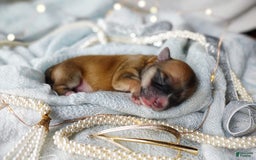 Morkie dogs for sale: Rare Babydoll Spark - Image 5