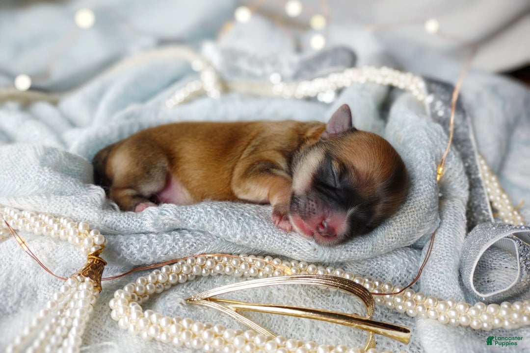 Morkie dogs for sale: Rare Babydoll Spark - Image 5