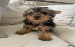 Yorkshire Terrier dogs for sale: Max - Image 2