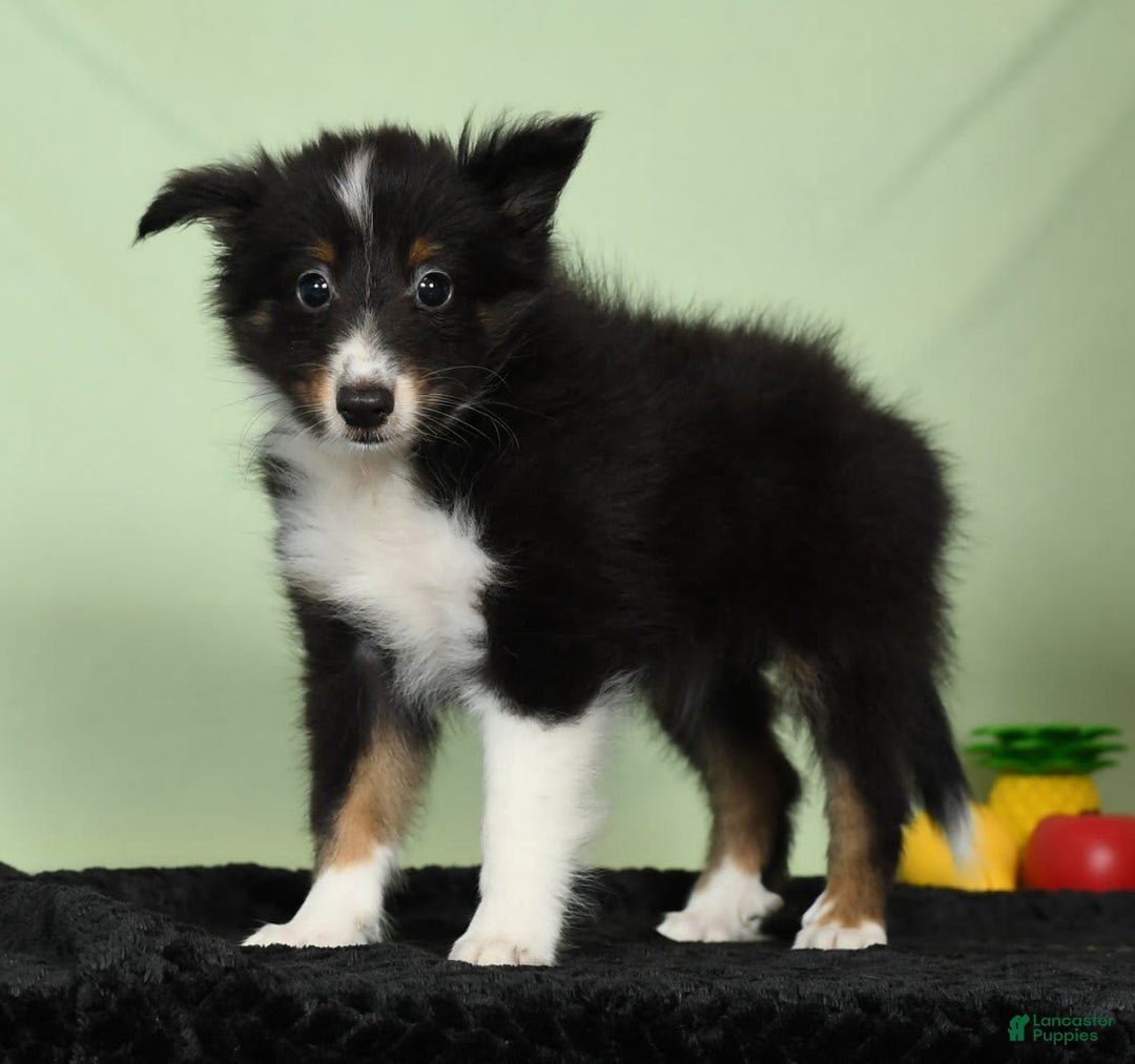 Shetland Sheepdog dogs for sale: Meekah - Image 6
