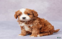 Cavapoo dogs for sale: Hugh - Image 1