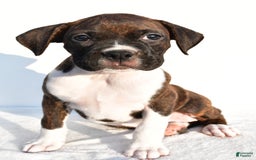 Boxer dogs for sale: Mickey - Image 3