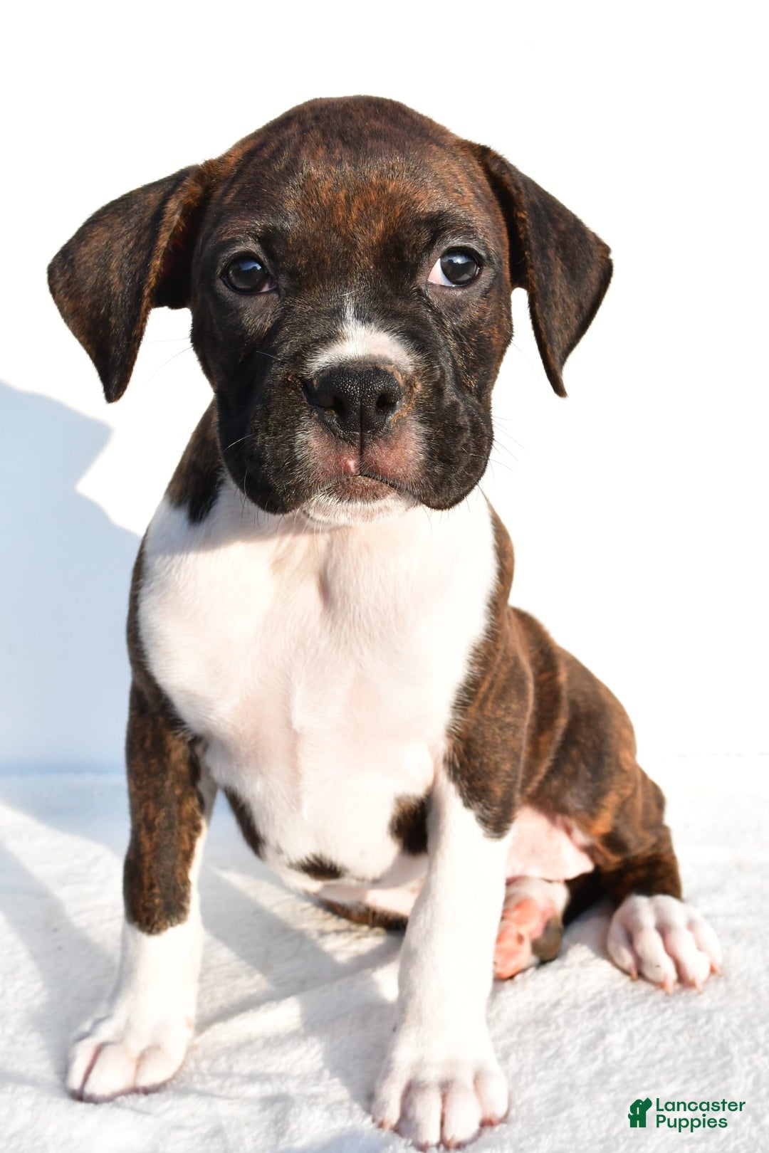 Boxer dogs for sale: Mickey - Image 3