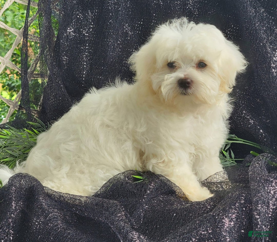 Maltese dogs for sale: Chloe - Image 6