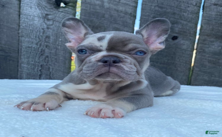 French Bulldog dogs for sale - Ad 2