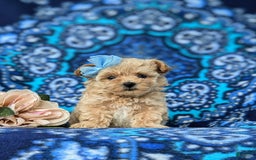 Maltipoo dogs for sale: Jocelyn 5 Lbs Full Grown - Image 3