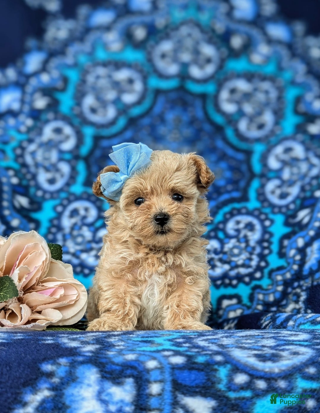 Maltipoo dogs for sale: Jocelyn 5 Lbs Full Grown - Image 3