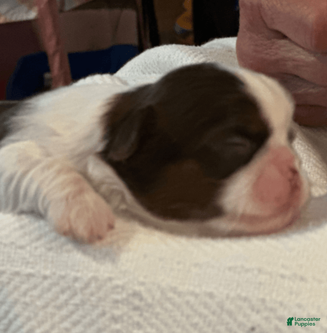 Shih Tzu dogs for sale: Lilly - Image 3