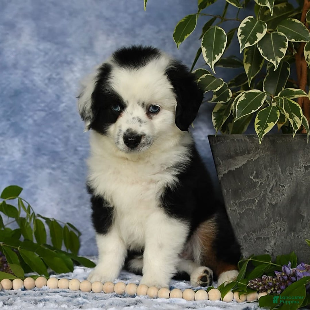 Miniature Australian Shepherd dogs for sale: Axel Toy - Image 28