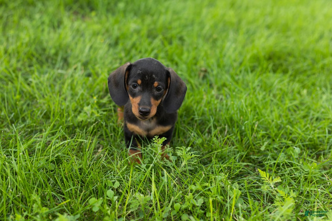 Miniature Dachshund dogs for sale: Miniature Dachshund 4 puppies - Image 17
