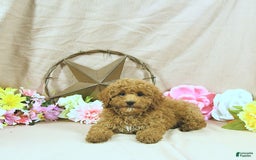 Miniature Poodle dogs for sale: Zach - Image 2