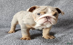 English Bulldog dogs for sale: Ollie - Image 5