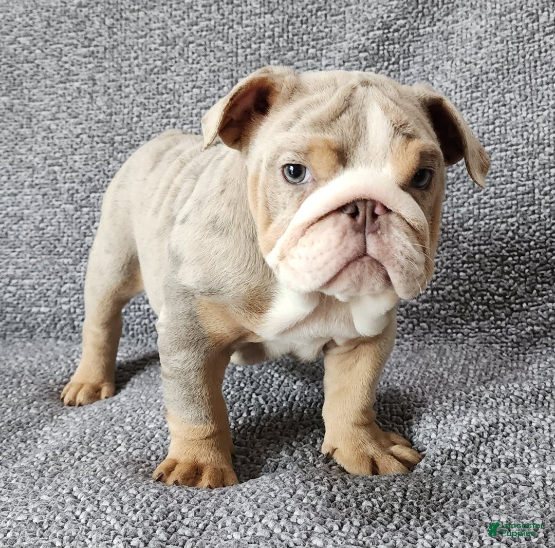 English Bulldog dogs for sale: Ollie - Image 5