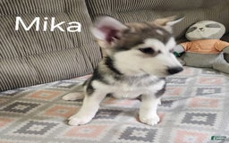 Alaskan Malamute dogs for sale: Nita - Image 2