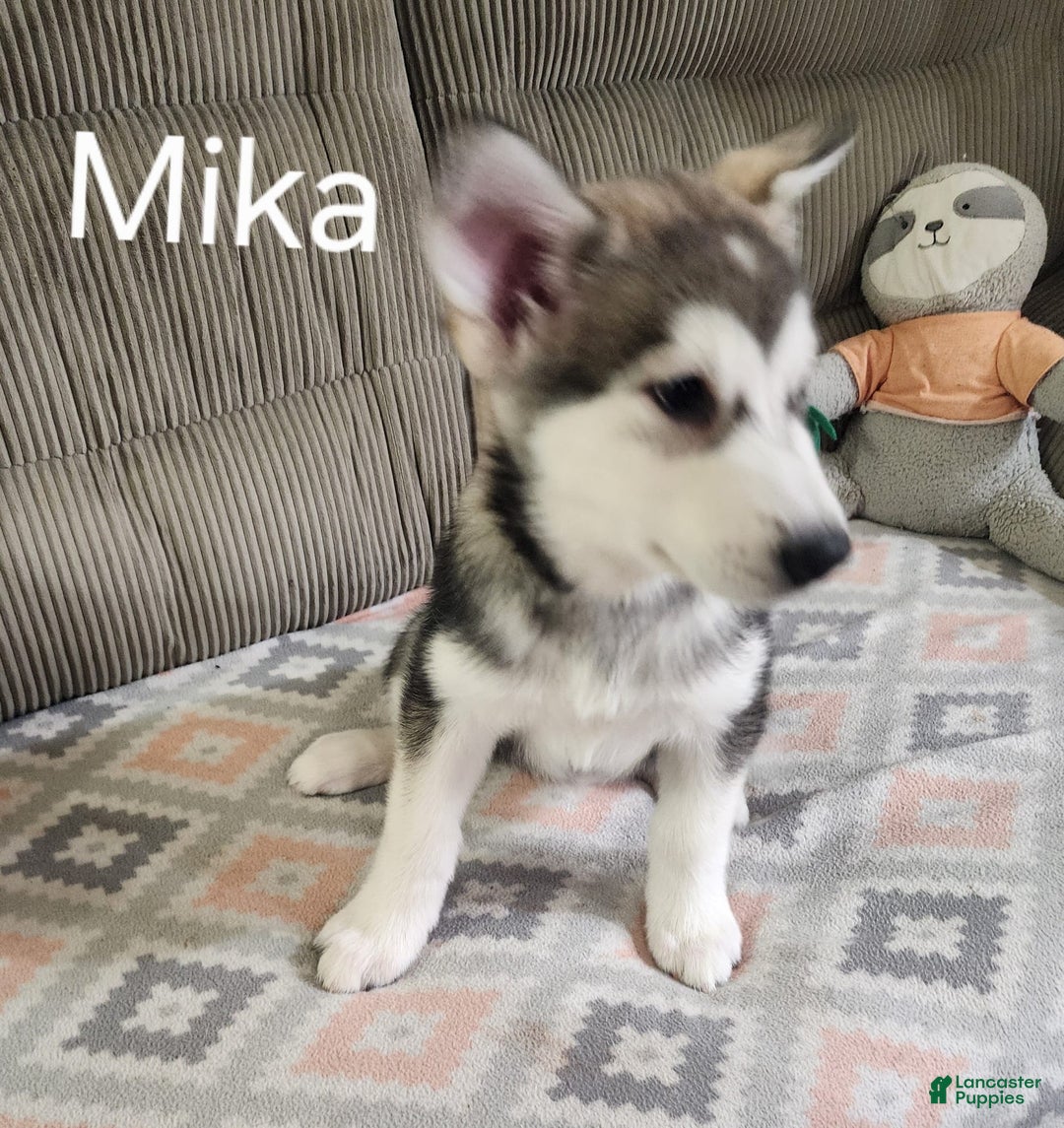 Alaskan Malamute dogs for sale: Nita - Image 2