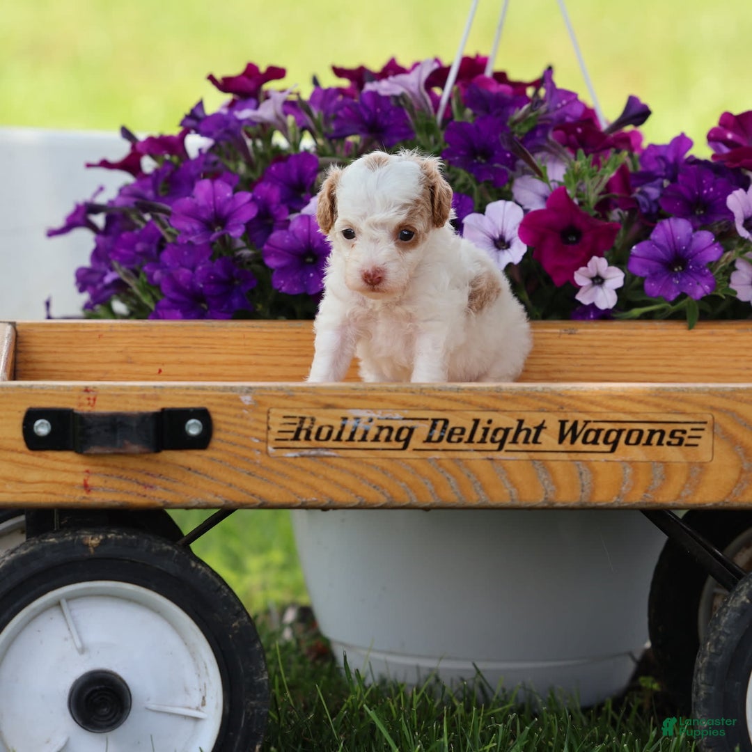 Toy Poodle dogs for sale: Memory - Image 6