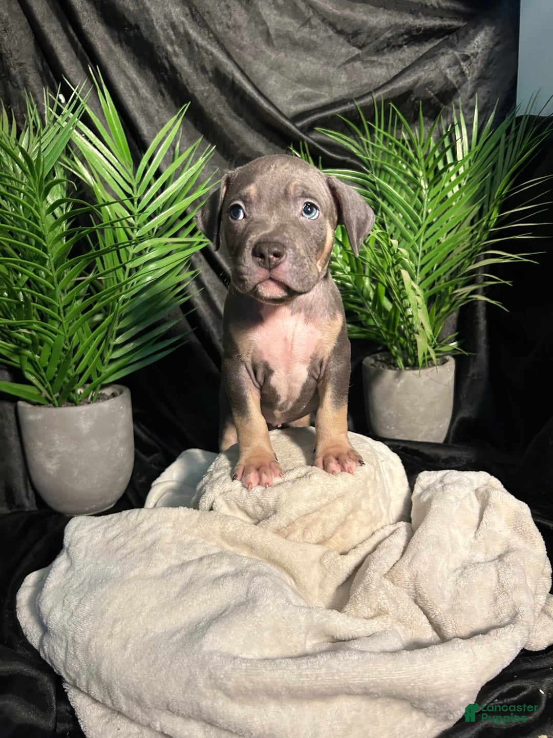 American Bully dogs for sale: Wolf - Image 11