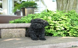 Toy Poodle dogs for sale: George - Image 2