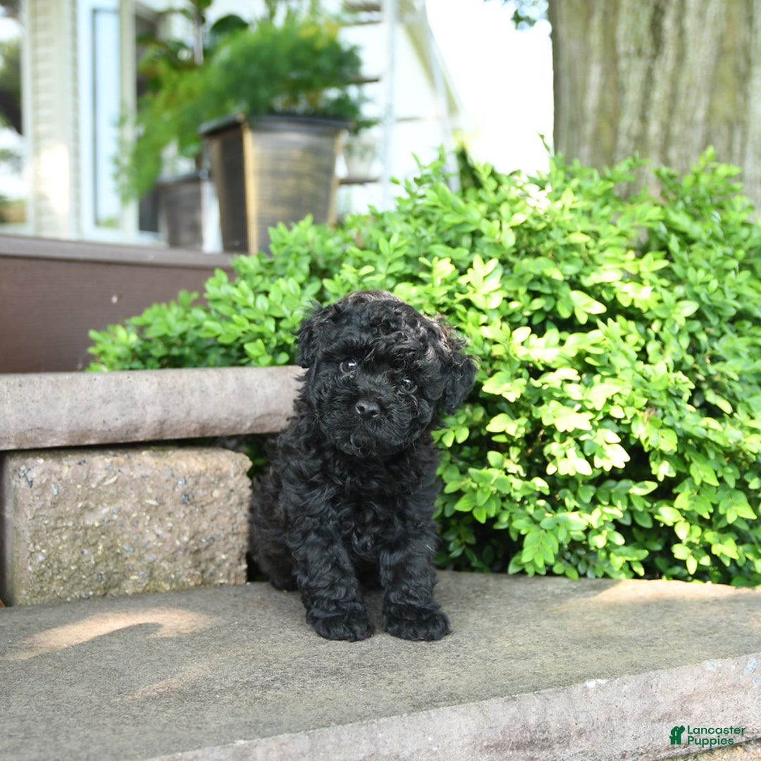 Toy Poodle dogs for sale: George - Image 2