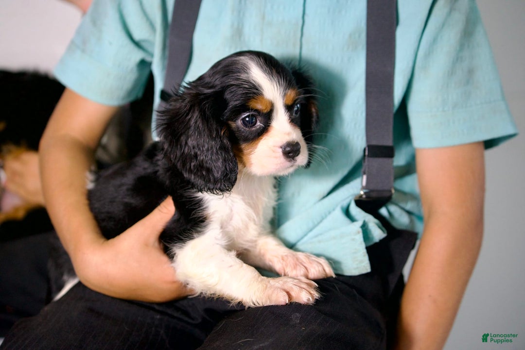 Cavalier King Charles Spaniel dogs for sale: Cavalier King Charles Spaniel 3 puppies - Image 5