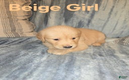 Golden Retriever dogs for sale: Beige Girl - Image 1