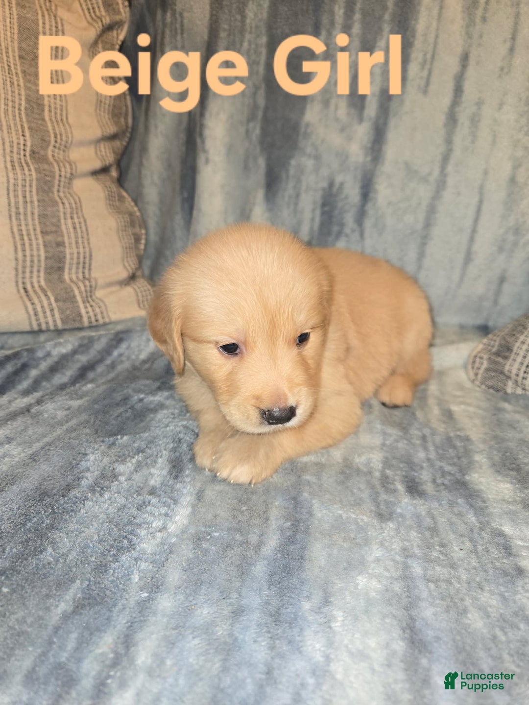 Golden Retriever dogs for sale: Beige Girl - Image 1