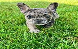 French Bulldog dogs for sale: Maverick - Image 3