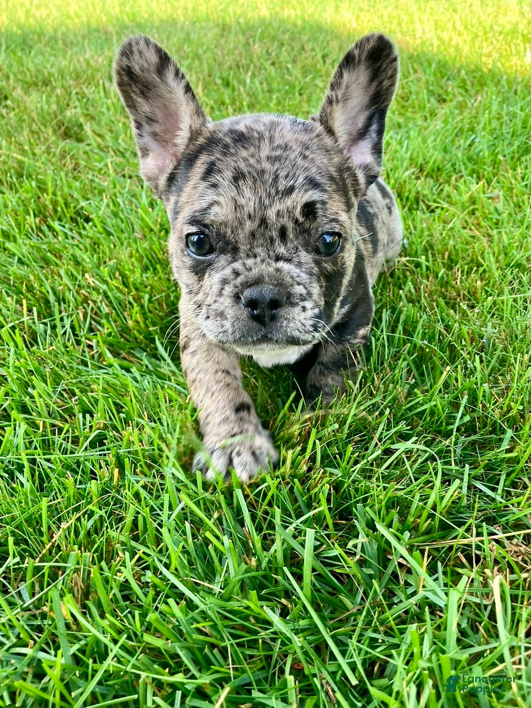 French Bulldog dogs for sale: Maverick - Image 3
