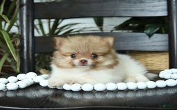 Pomeranian dogs for sale: Isabelle - Image 3