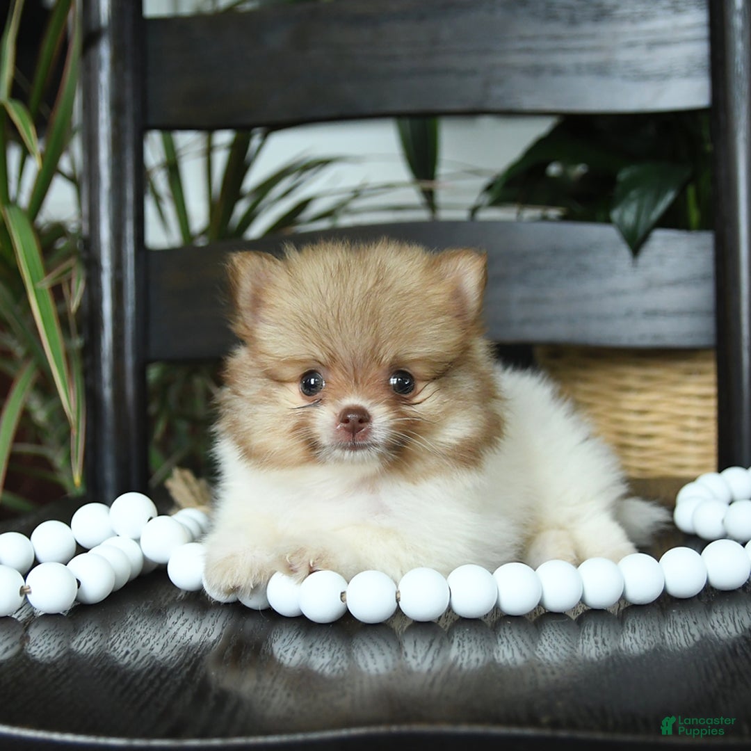 Pomeranian dogs for sale: Isabelle - Image 3