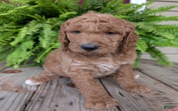 Goldendoodle dogs for sale: Maggie - Image 4