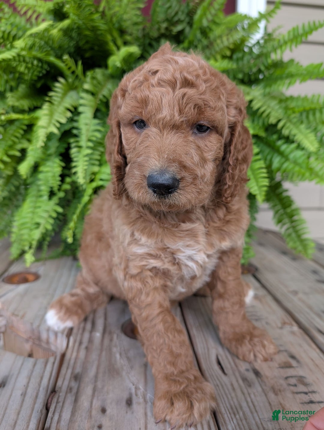 Goldendoodle dogs for sale: Maggie - Image 4