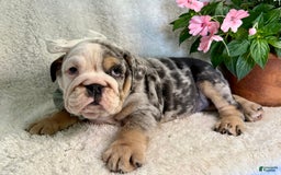 English Bulldog dogs for sale: Maggie - Image 3